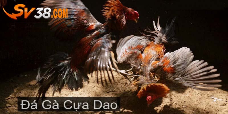 đá gà cựa dao