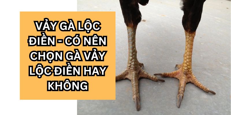 vảy gà lộc điền