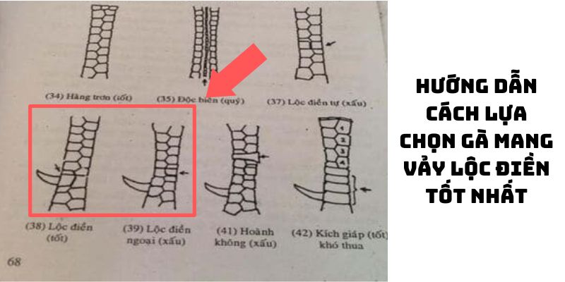 vảy gà lộc điền