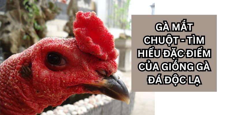 gà mắt chuột