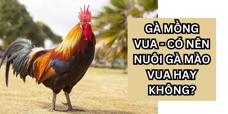 gà mồng vua