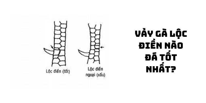 vảy gà lộc điền