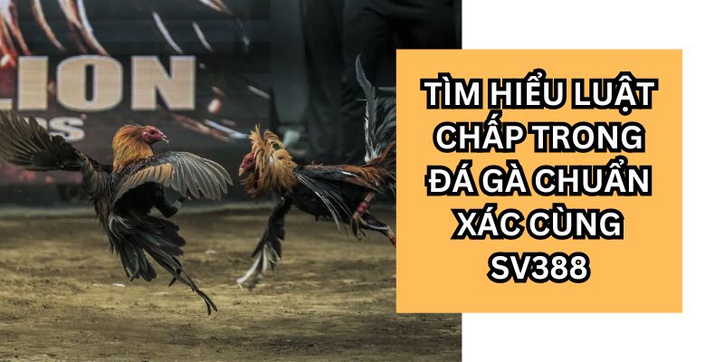 luật chấp trong đá gà