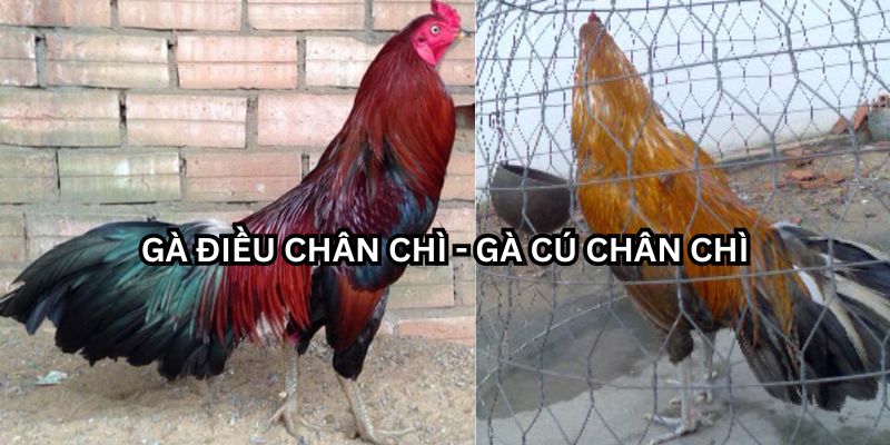 gà chân chì