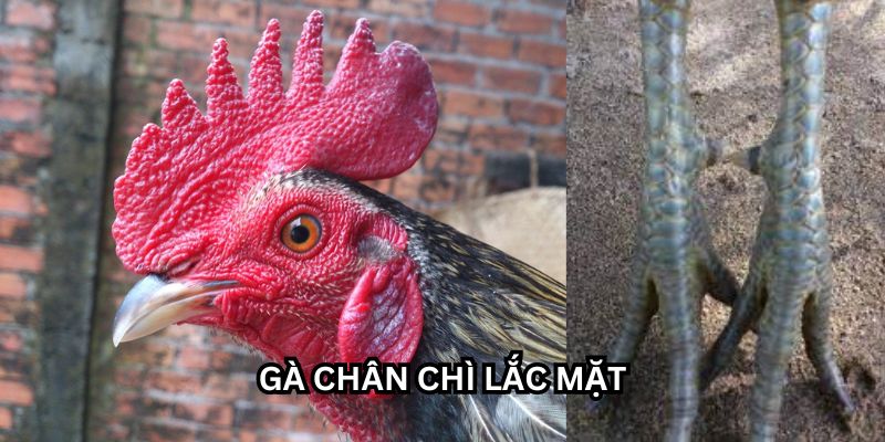 gà chân chì