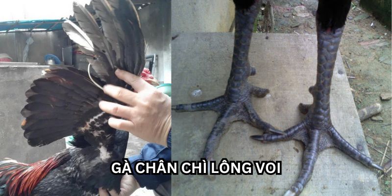 gà chân chì