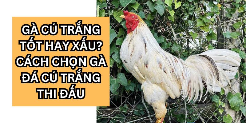 gà cú trắng