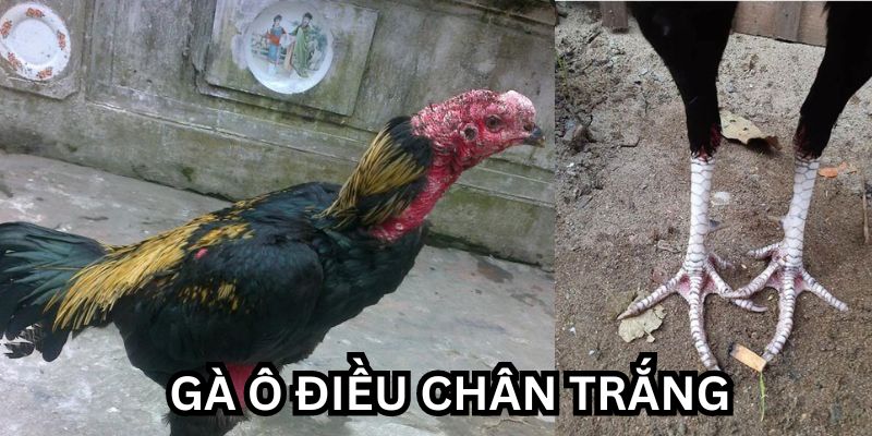 gà ô chân trắng