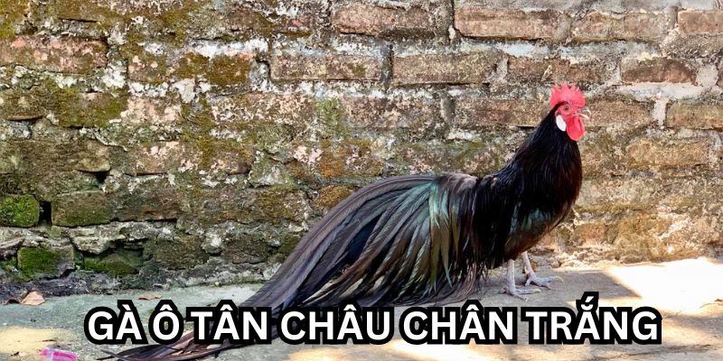 gà ô chân trắng