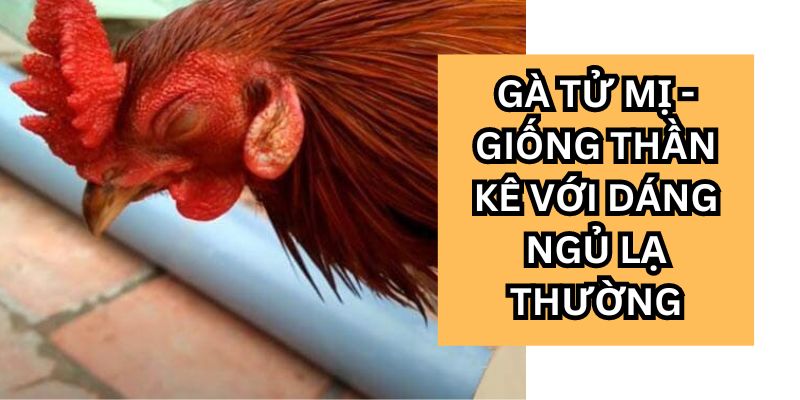 gà tử mị