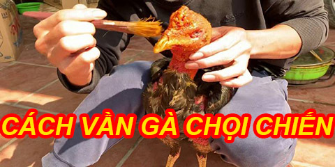 cách vần gà đá