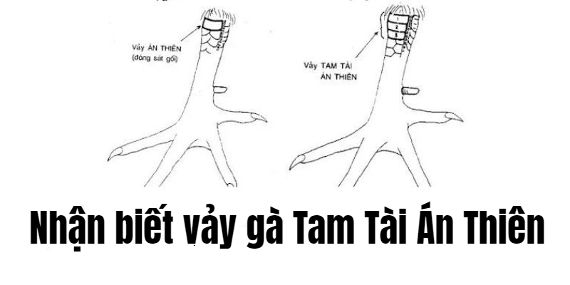 vảy án thiên