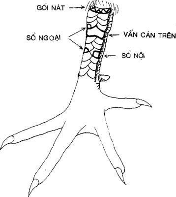 vảy gà quý