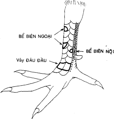 vảy gà quý