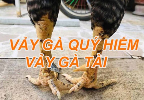 vảy gà quý hiếm