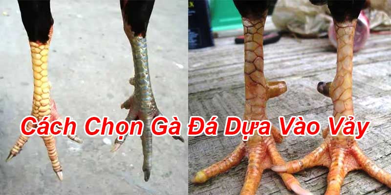 cách chọn gà dựa vào vảy