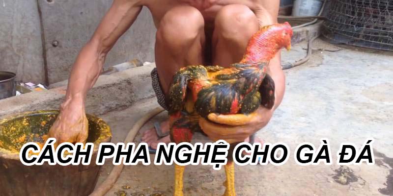 cách pha nghệ cho gà đá