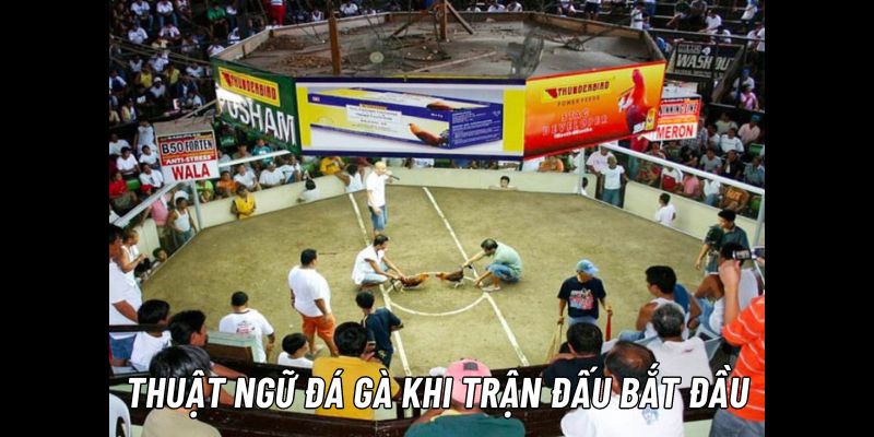 luật đá gà và thuật ngữ