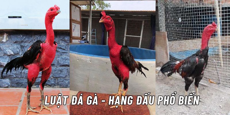 luật đá gà và thuật ngữ