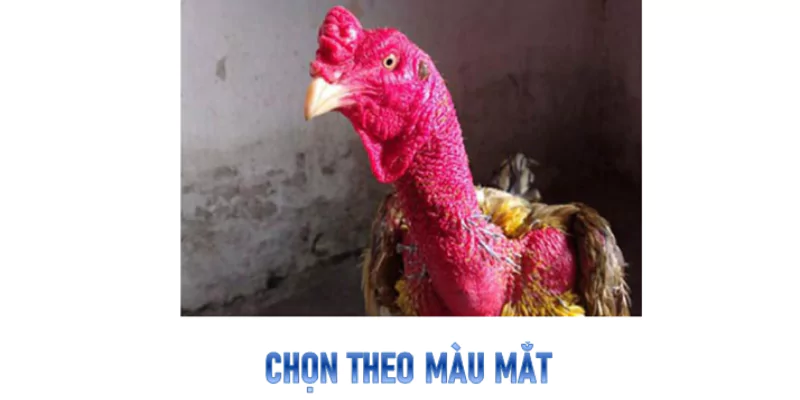 ký sinh trùng ở gà