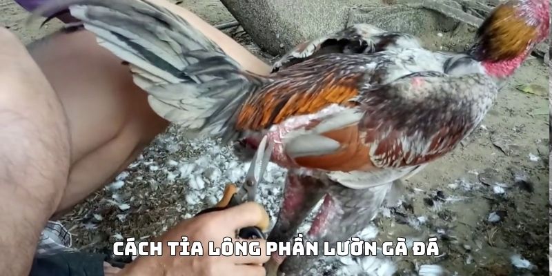 cách cắt lông gà chọi