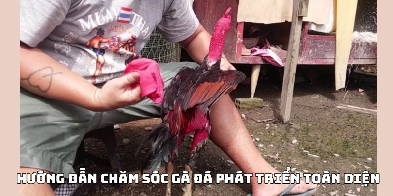 cách nuôi gà đá khỏe mạnh