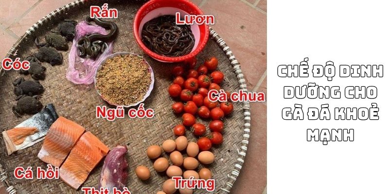 cách nuôi gà đá khỏe mạnh