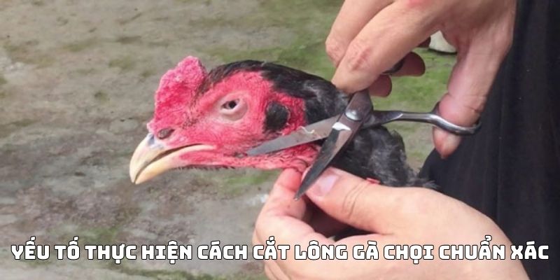 cách cắt lông gà chọi