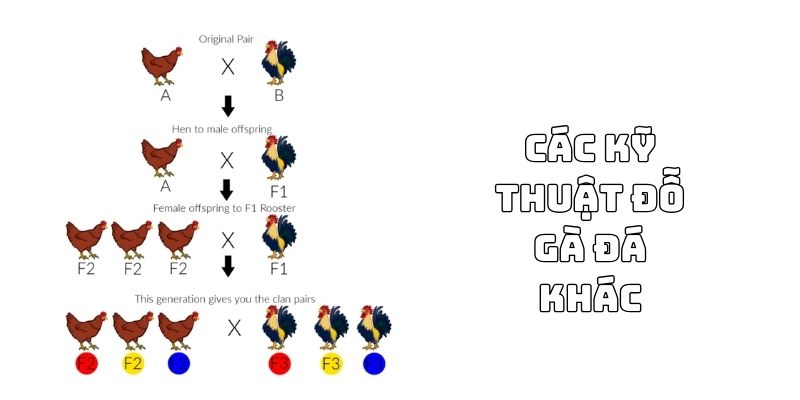 Kỹ thuật đỗ gà đá