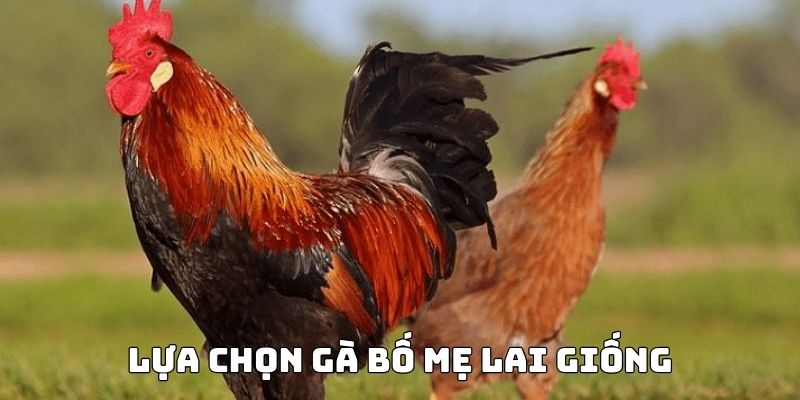 Kỹ thuật đỗ gà đá